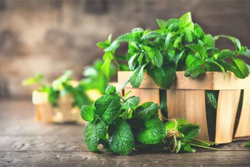 تصویری از دمنوش نعنای کوهی